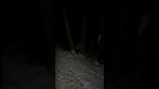 Creepy scream in the forest