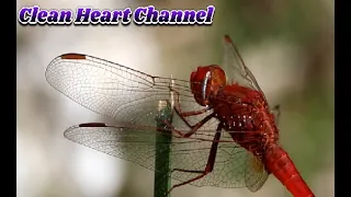 Tidda - Dragon Fly - Sky Hunter - Amazing Wildlife Animals & Birds - Beautiful Nature ,