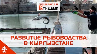 Развитие рыбоводства в Кыргызстане