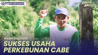 Pertanian Cabe yang Mengubah Hidup: Cerita Menginspirasi dari Dusun Panso Mempawah Hulu