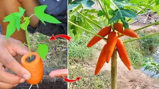 Amazing how to grow papaya with carrots fruit get unexpectedly fast fruit