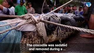 14 foot pet crocodile mauls to death a 44-year-old woman
