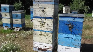 Так выглядит семья с отводком на начало цветения липы. 14. 06. 2018 г.