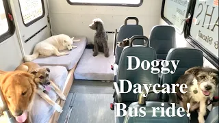 A Day on the Doggy Daycare bus!