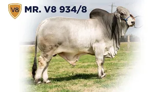 Mr. V8 934/8 Brahman Bull Selling in Jones Cattle Company Sale