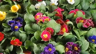 Цветочный рынок Краснодар обзор цветов 9 января 2022г Часть1