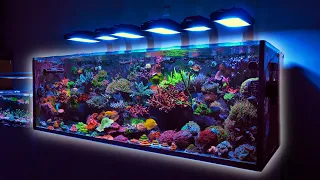 225 Gallon SPS Coral Dominated Reef Tank