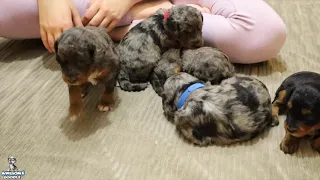 Meet Skylin's AussieDoodle Puppies at 3 Weeks Old