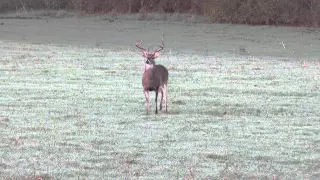 Red Ice Hammers an 8 point with the .300 win mag Suppressed