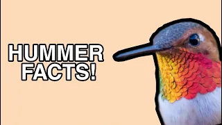 Rufous Hummingbird Facts - Birdwatching Info