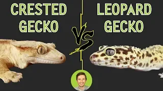 Crested Gecko vs Leopard Gecko - Head To Head