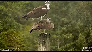 NG & Iris switch places with their fish, then NG stands on Iris' back & tries, again  2024 05 01 19