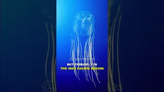 Box Jellyfish | The Most Venomous Animal On Earth