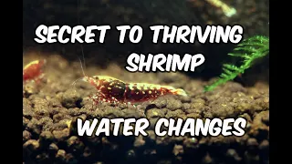 The Secret to Thriving Shrimp: Stable water parameters and regular Water Changes