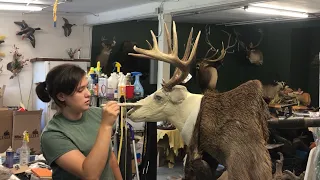 Taxidermy of Jill’s Deer