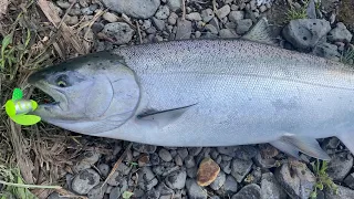 Plunking for Springers on Columbia River Chinook Salmon