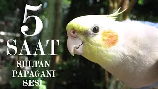 Sultan Papağanı Sesi Ötüşü 5 SAAT ( Kuşunuza arkadaş )