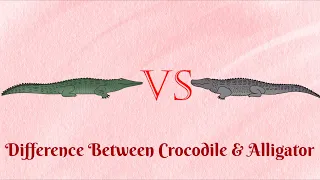 Crocodile Vs Alligator... Which one is more aggressive to human?