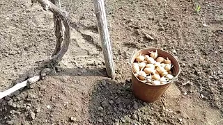 Садимо картоплю