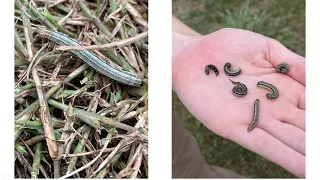 Armyworms - What Are They and How Do We Control Them