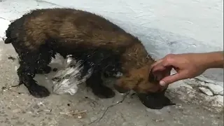 Rescue Small Pup whole body is covered with asphalt | Stray dogs