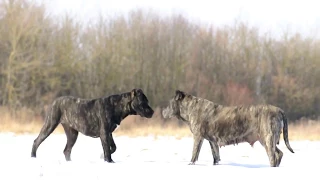 Presa Canario on a hunt