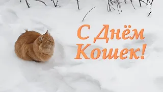 С Днём Кошек! 1 марта - День Кошек. Всех любителей кошек - с праздником! Музыкальная открытка.