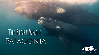 The Right Whale: Patagonia | Nature Documentary
