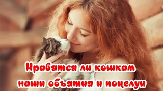 Нравятся ли кошкам наши объятия и поцелуи  Do cats like our hugs and kisses