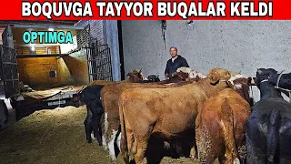 CHIRCHIQDAN BUQALAR KELDI YEMLASHGA TAYYOR