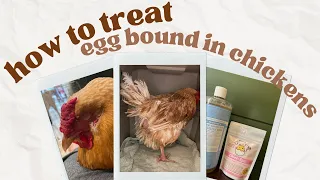 How To Treat Egg Bound In Chickens