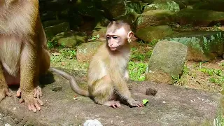 Abandoned Pet Monkey Candy has been domesticed and can't Transition back into the Wild