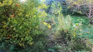 Can we SAVE these PATHS | Horrible Garden RESTORATION