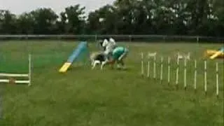JRTCA trial - Jack Russell Terrier first ever agility