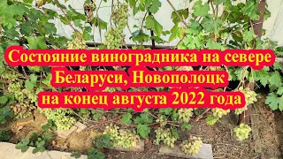 Состояние виноградника на севере Беларуси, Новополоцк на конец августа 2022 года