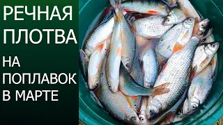 На что клюет ПЛОТВА | ЛОВЛЯ В ПРОВОДКУ .ловля плотвы В МАРТЕ !!! #Maxi Fish