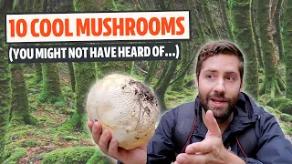 Ten Unique Mushrooms That Will Blow Your Mind (Mushroom Month #1)