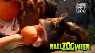 Baby Hippo Fiona gets Pumpkin to Kickoff Hallzooween 2018 - Cincinnati Zoo