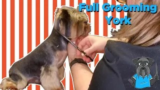 How to Groom a Yorkshire Terrier - Yorkshire Terrier Full Grooming