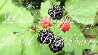 How to Identify Wild Raspberry & Wild Blackberry