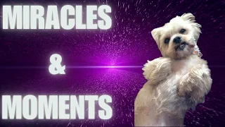 News, Gifts, OMG moments, Healing Your Pets, Books, Angel Miracles and M.E