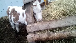 Вода зимой для быков,теплая или холодная.Agua para toros en invierno, templada o fría.