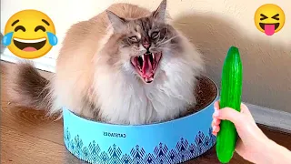 New Funny Animals 2024🐱😝 Funniest Cats and Dogs Videos🐈😃 Part 85