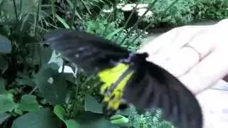 Ферма по разведению бабочек Butterfly farm