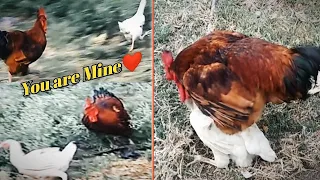 Rooster Run to white Hen and do mating💞