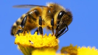 Včielky opeľujú