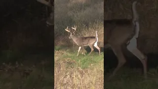 Whitetail Buck Crossing Field - Think He Knows Where There?