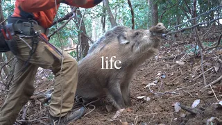 巨大なイノシシを生け獲りして、食べる。