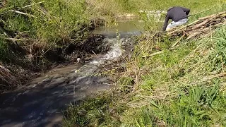 Expedition #20 | Beaver dam removal.  Big logs!