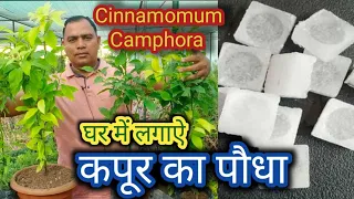कपूर के पौधे को घर में कैसे लगाऐ || Cinnamomum camphora grow at home || camphor plant  care tips ||